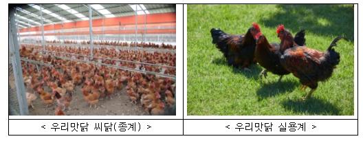 농촌진흥청, 맛·성장 우수한 '우리맛닭' 씨닭 분양 기사 이미지